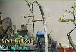 Bonsai Serut Batang Lurus