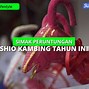 Shio Kambing 13 Desember 2022 Lengkap Dengan Weton Jawa